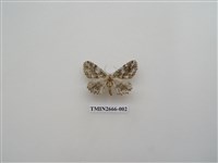 藏品(尺蛾203)的圖片